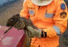 Incêndios em MG: mortandade de animais chega até 80%; prejuízos são irreparáveis