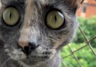 National Geographic prepara programação especial para pets