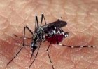Transmitido por mosquito, vírus do Nilo Ocidental é detectado pela 1ª vez em MG.