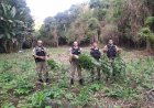 Homem de 39 anos é preso em Santa Maria do Suaçuí cultivando uma plantação com cerca de 5 mil  pés de maconha.
