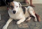 Homem é preso depois de castrar violentamente cachorro em Braúnas
