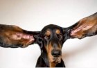 Guinness divulga cão com orelhas mais longas do mundo e outros recordes