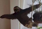 Bicho-preguiça faz 'pose para foto' ao ser resgatado em condomínio de Viçosa