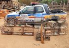 Polícia Militar de Meio Ambiente realiza operação e liberta aves mantidas em cativeiro em São José do Jacuri e São Sebastião do Maranhão