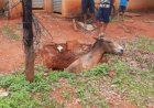 Cavalo cai em fossa de dois metros e é resgatado em Bocaiúva, Norte de Minas
