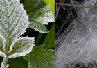 Teia de aranha, flores e folhas congelaram no Sul de Minas; veja fotos e vídeos