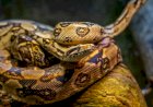Homem enrola cobra altamente venenosa no pescoço e morre ao receber picada
