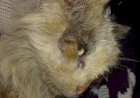 SOLIDARIEDADE: Gatinho em situação de abandono resgatado pela ONG Pets de Rua precisa da ajuda da população