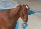 Bode é encontrado com boca costurada e com cadeado em Porteirinha, Minas Gerais