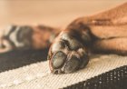 BH torna obrigatório o socorro a animais atropelados na cidade