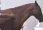 Cavalo fica ferido após ter lata de tinta amarrada ao rabo