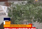 Militares encontram plantação de maconha nos fundos de residência após denúncia