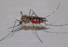 Belo Horizonte intensifica combate à dengue com aplicação de inseticida