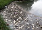 Milhares de peixes morrem na Pampulha, e PBH culpa Copasa por 'lançar poluentes'
