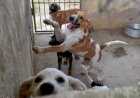 Feira de adoção de cães é realizada em Governador Valadares neste fim de semana
