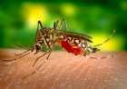 Primeira morte por suspeita de dengue é registrada em Governador Valadares