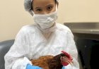 Menina recebe visita de sua galinha de estimação em hospital de BH