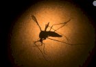 Em uma semana, Vale do Aço registra mais de 3.200 novos casos de chikungunya