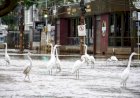 Garças aparecem em avenida de Porto Alegre em meio à enchente
