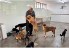 VALE DO AÇO Chuvas em Ipatinga: prefeitura providencia abrigo para animais de famílias atingidas