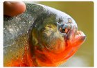PIRACEMA Ataque de piranhas em represa no interior de SP deixa seis feridos