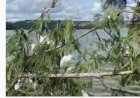 PREJUÍZO AO MEIO AMBIENTE Lagoa Santa: poda de árvores mata cerca de 40 garças na orla de lagoa; veja vídeo