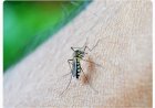 ARBOVIROSE MG confirma mais uma morte por dengue em 2025
