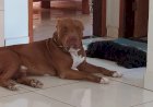 Pitbull morto a facadas em MG tentava defender família: 'foi para me acertar, mas ele não permitiu', diz tutora