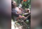 Após sair para coletar palha de coco, idoso passa dias desaparecido em mata densa e é resgatado em Pitangui