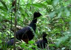 Ave extinta por 50 anos volta a habitar maior área de Mata Atlântica em MG