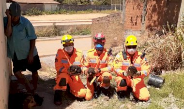 Bombeiros salvam 6 filhotes de cachorro presos em tubulação no Norte de MG