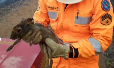 Incêndios em MG: mortandade de animais chega até 80%; prejuízos são irreparáveis