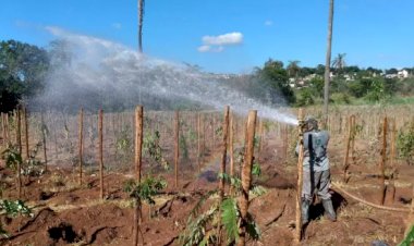 Mais de 60 mil mudas serão plantadas às margens do rio Paraopeba em Betim