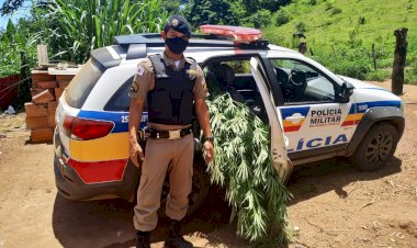 JOVEM DE 19 ANOS É PRESO COM UMA VASTA PLANTAÇÃO DE PÉS DE MACONHA NA CIDADE DE SÃO JOÃO EVANGELISTA