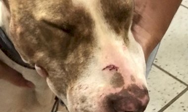 Homem é preso após agredir o próprio cão e invadir casa de vizinhos em Guanhães