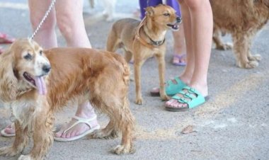 Rússia produz primeiro lote de vacina contra Covid-19 para animais.