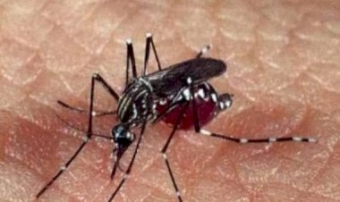 Transmitido por mosquito, vírus do Nilo Ocidental é detectado pela 1ª vez em MG.