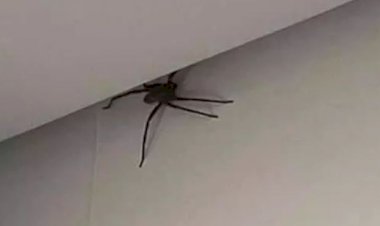 Aranhas 'gigantes' aparecem em casas e assustam moradores do Buritis, em BH