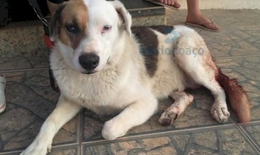 Homem é preso depois de castrar violentamente cachorro em Braúnas
