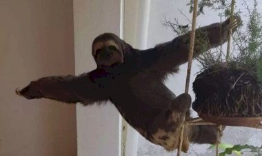 Bicho-preguiça faz 'pose para foto' ao ser resgatado em condomínio de Viçosa
