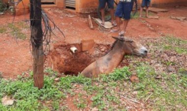 Cavalo cai em fossa de dois metros e é resgatado em Bocaiúva, Norte de Minas