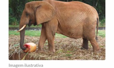Zoológico, Jardim Botânico e Aquário de BH suspendem necessidade de agendamento