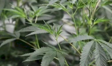 Estudos sugerem que derivados da maconha podem atuar contra Covid