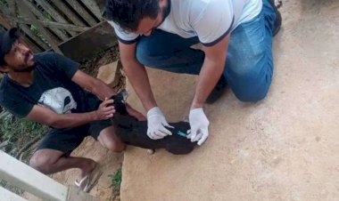 Após morte de bovino por raiva, Governador Valadares vacina cães e gatos