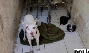 Bebê de 1 ano e cachorro são encontrados em situação de maus-tratos em Nova Lima