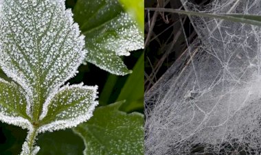 Teia de aranha, flores e folhas congelaram no Sul de Minas; veja fotos e vídeos