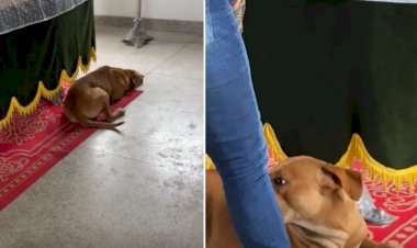 Vídeo: cão fica ao lado de caixão de seu tutor durante o velório