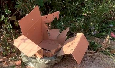 Mãe suspeita de abandonar bebê em caixa de papelão é detida em Ipatinga
