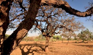 Minas Gerais tem 81 cidades em situação de emergência por causa da seca