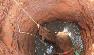 Cavalo cai em fossa e é resgatado pelos bombeiros no norte de Minas